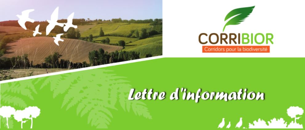 Corribor-Newsletter